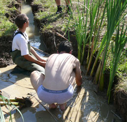 plantation des marécages